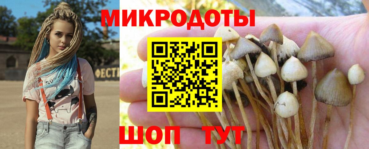 Псилоцибиновые грибы Psilocybine cubensis Дивногорск
